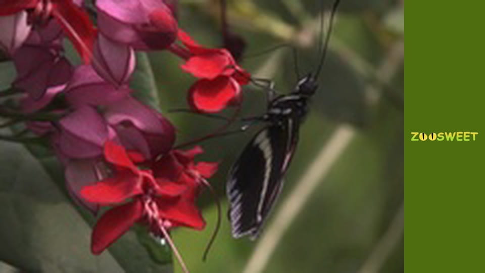 Let's go Wild, Episode 20