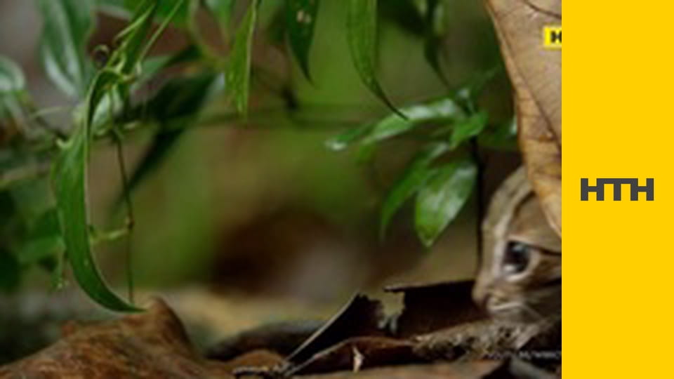 "Випадковий свідок".