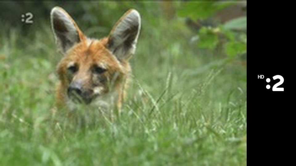 Divoké psy E1 - Neočakávané psy