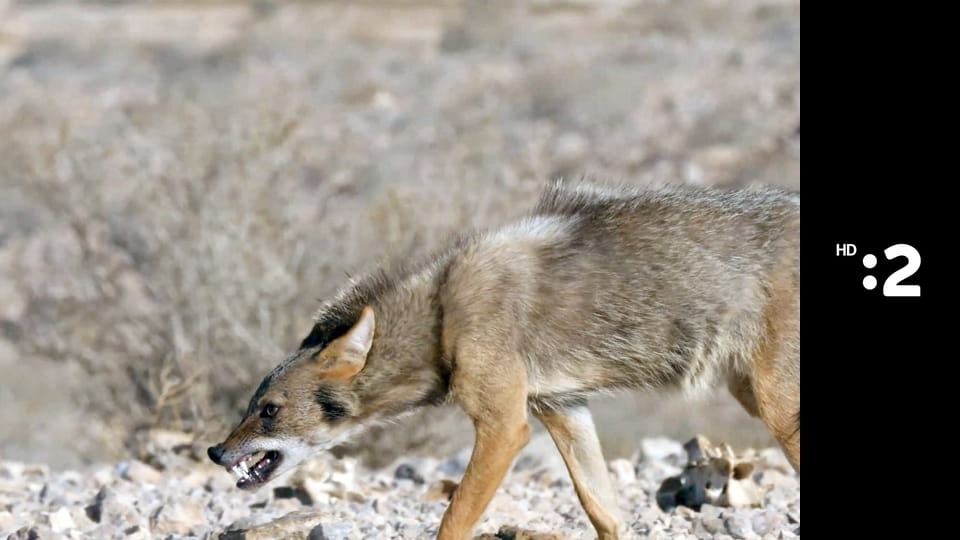 Divoké psy E1 - Neočakávané psy