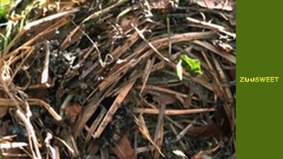 Let's go Wild, Episode 1