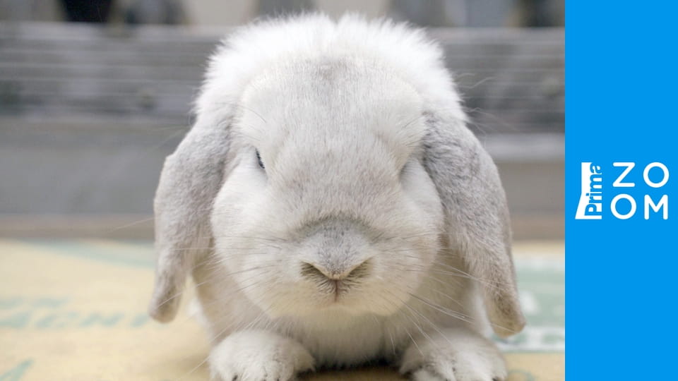 Zkrocení zlé zvěře S1E2 - Od průmyslové revoluce po současnost