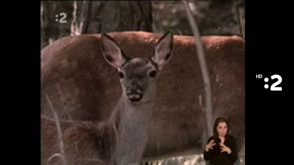 Trpaslíci E62 - Smajlivareška – Smajlisirup