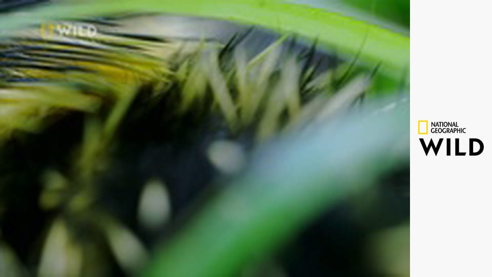 Madagaskar - najdziwniejsze gatunki E1 - Sekrety i zagadki