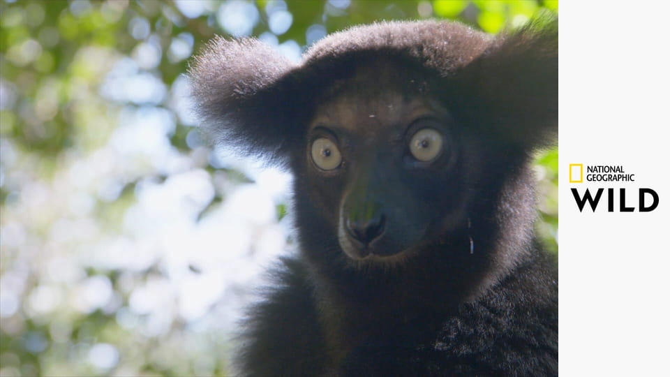 Madagaskar - najdziwniejsze gatunki E1 - Sekrety i zagadki