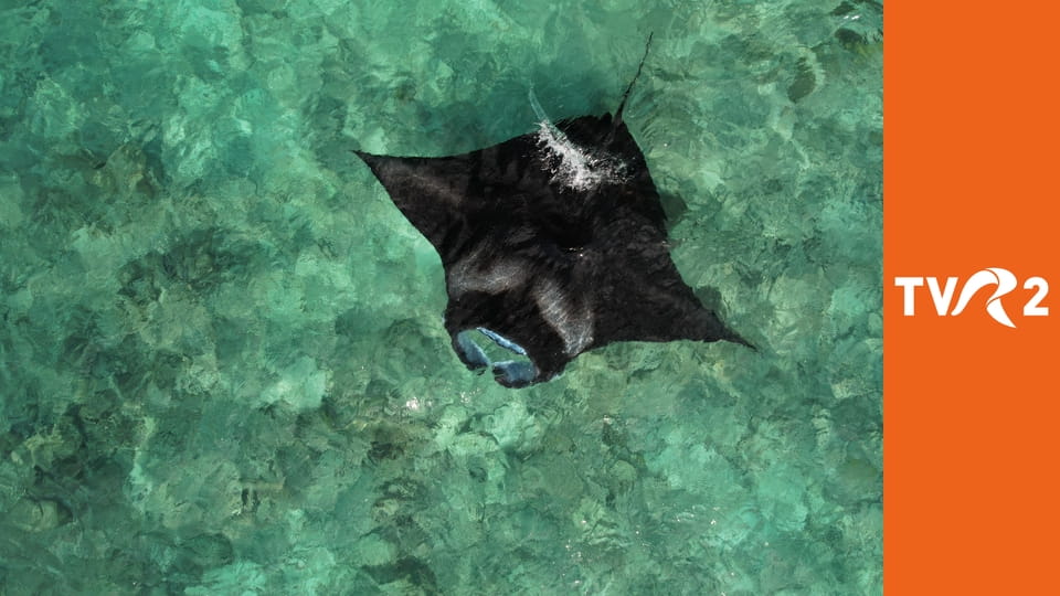 Documentar 360°GEO* Maldive - baletul pisicilor de mare