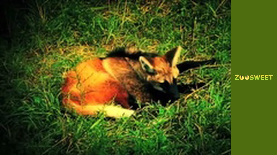 Дике життя, Сезон 1, Випуск 9