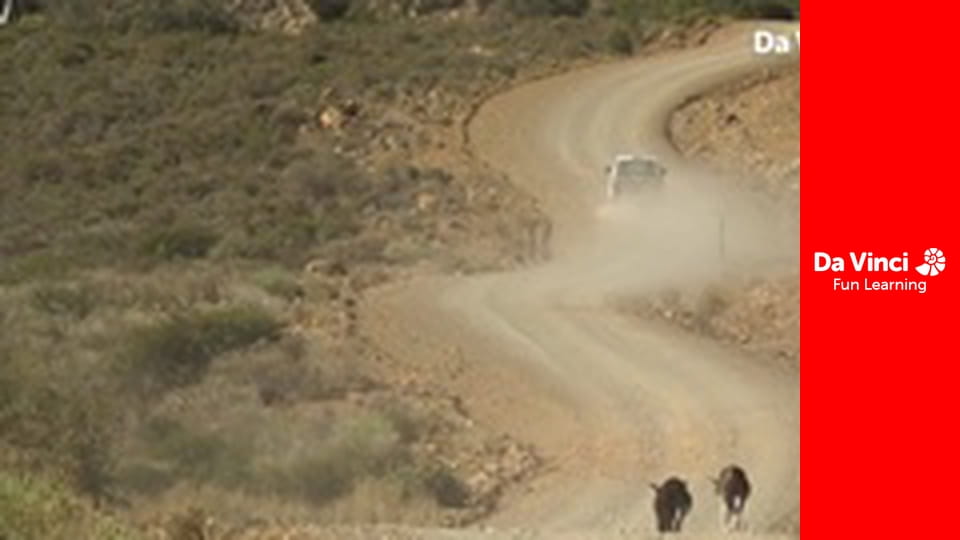 Siyaya - Wildest Cape - West Coast - Heading For Bird Island