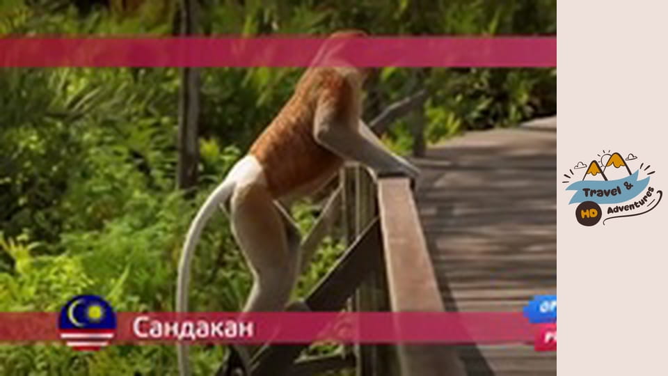 Podróże i Przygody, Sandakan