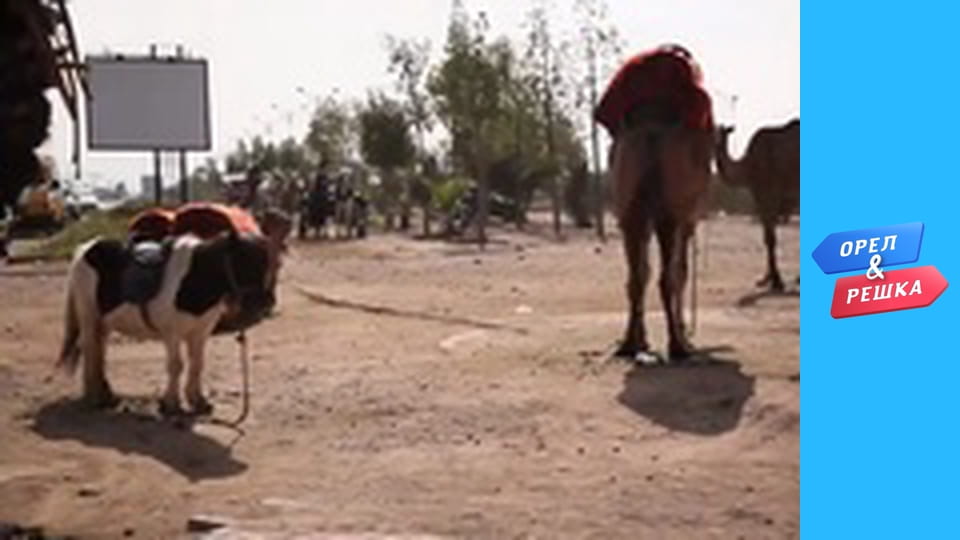 4 сезон 12 выпуск - Марракеш