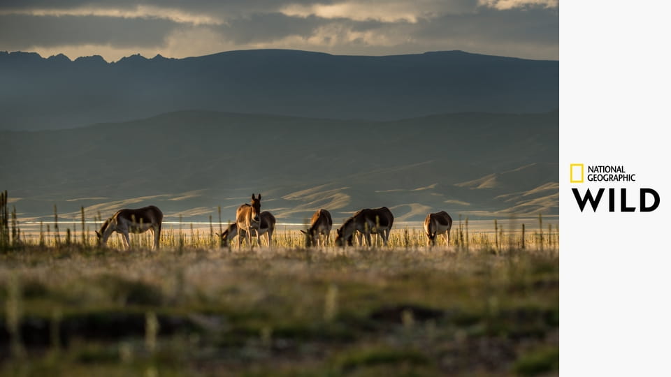 Затерянные царства Китая S1E5 - Лес золотистых обезьян