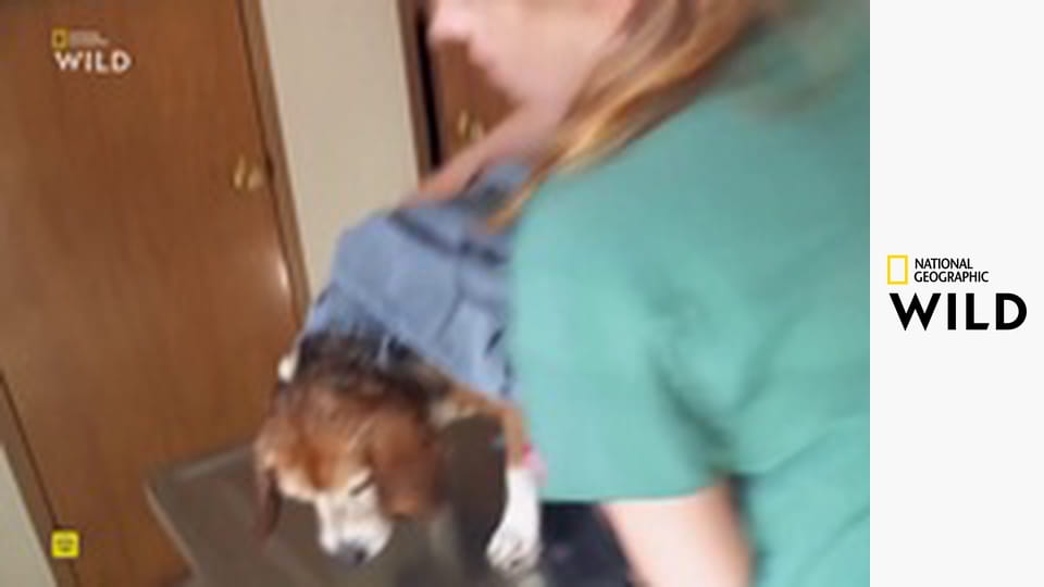 Skvělý dr. Pol - výběr S13E16 - Milovaní mazlíčci