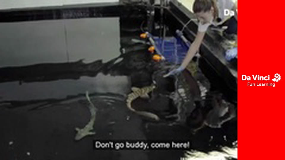 Ambasada zwierząt - Błazenek i Biały Tygrys