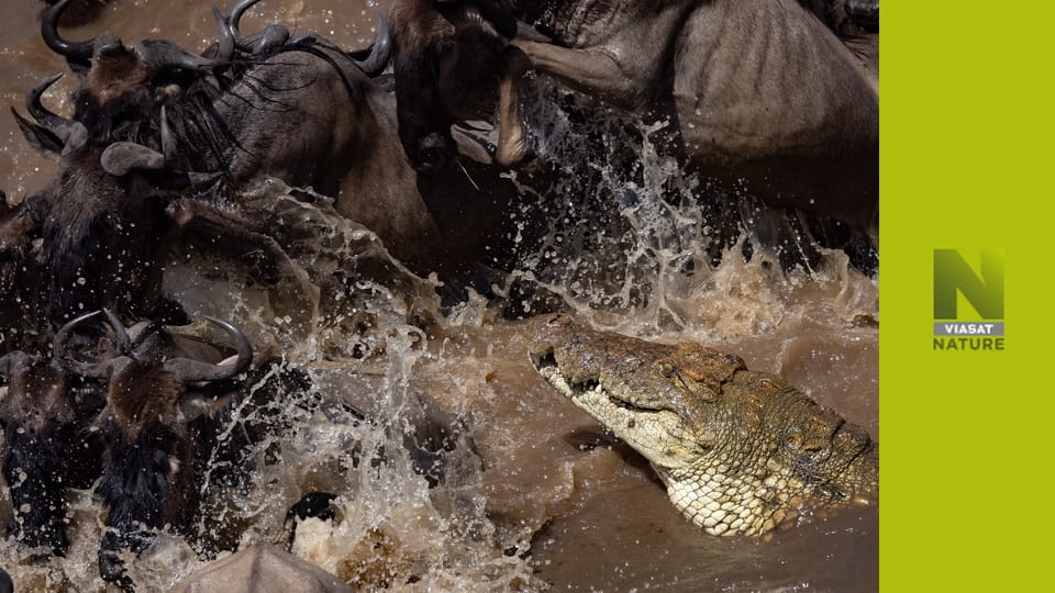Масові атаки природи S1E2 - Бій чи втеча