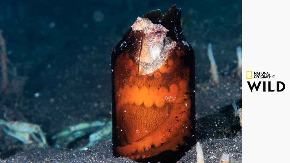 Asijští podivíni S1E2 - Zabijácké komando