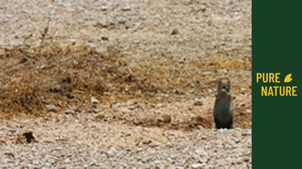 Fauna africană: Suricate și veverițe drăgălașe