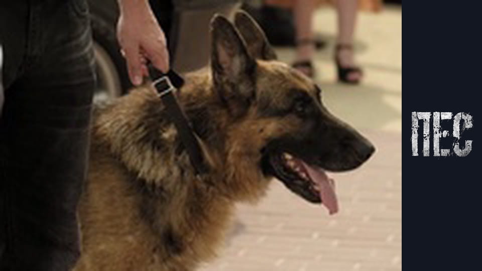 Dog, Season 2, Episode 4