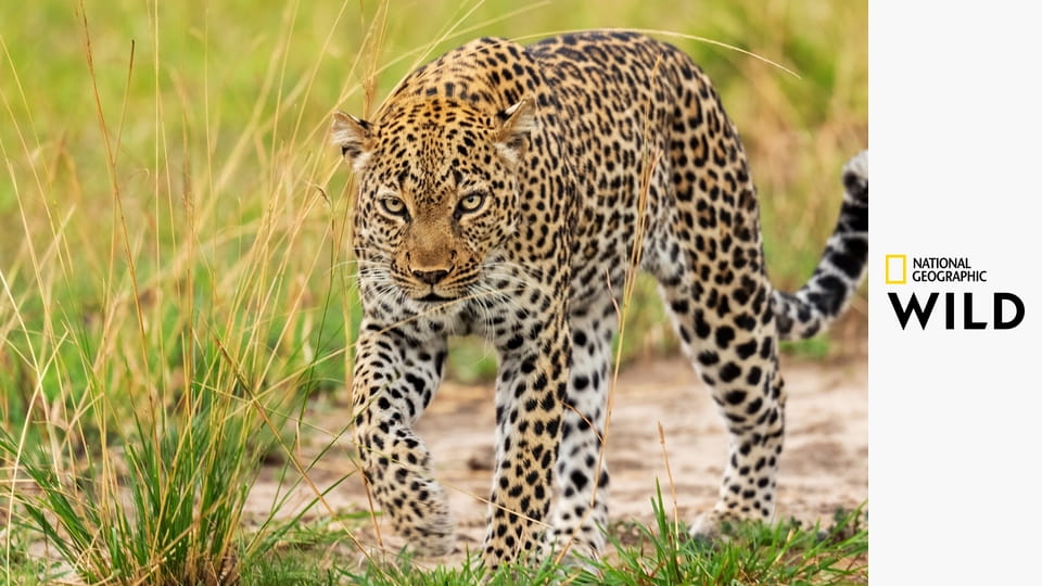 Хищник против добычи S2E3 - Волк