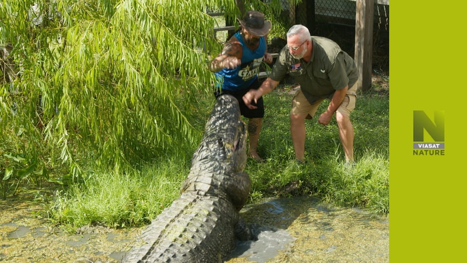 Техаські рятувальники алігаторів S1E9 - Тримайся!