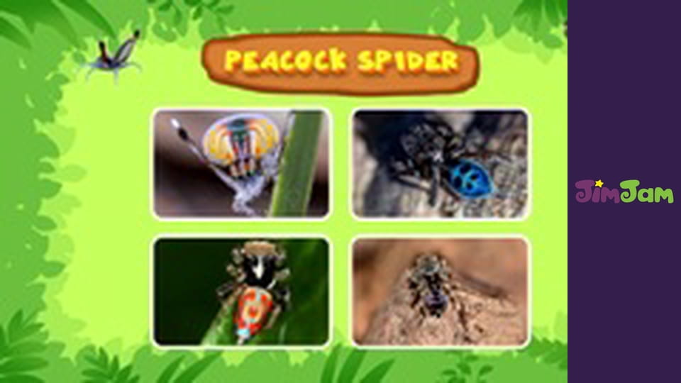 Leo the Wildlife Ranger S3E41