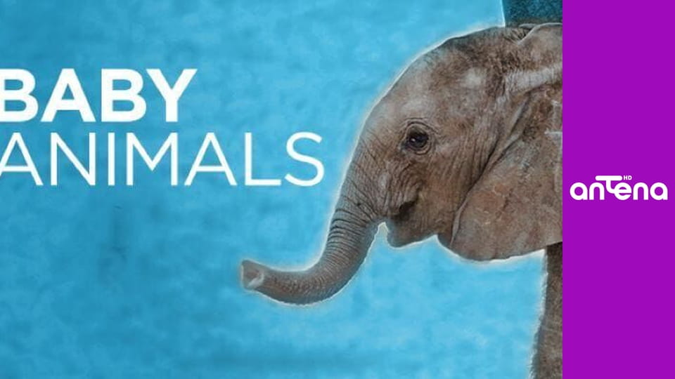 Najsłodsze zwierzątka S1E1