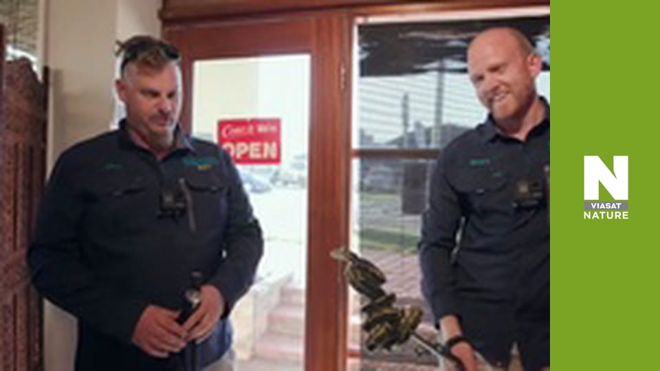 Aussie Snake Wranglers - Python Spectacular