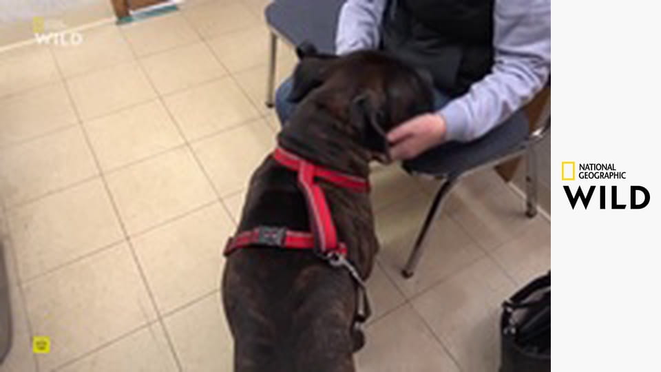 Skvělý dr. Pol - výběr S13E20 - Za každého počasí