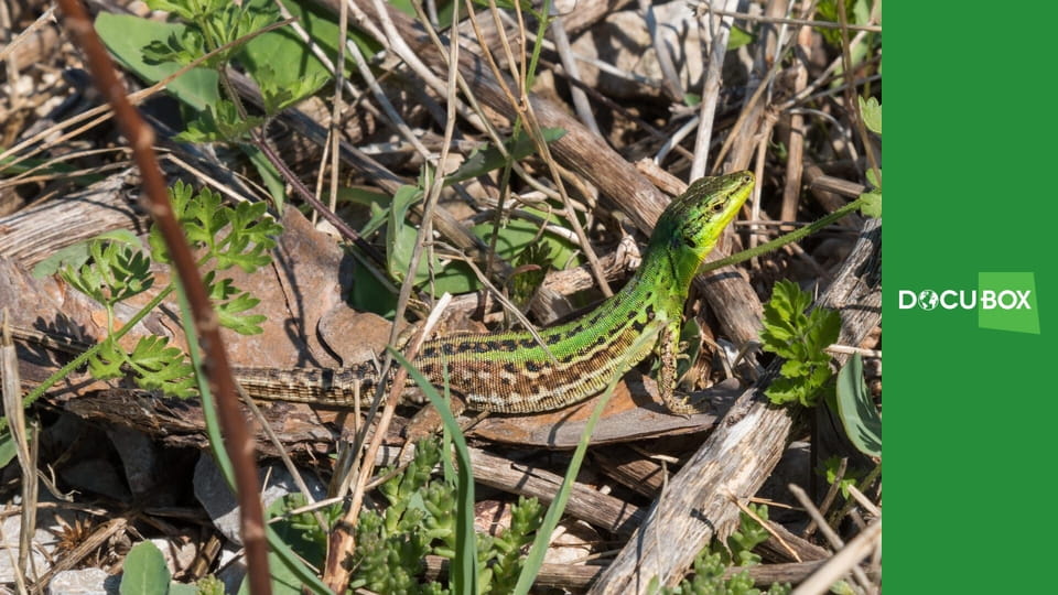 Dzikie zwierzęta E1