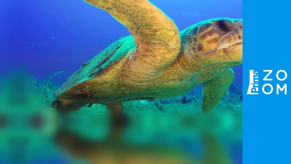 Živoucí pláže E1 - Florida