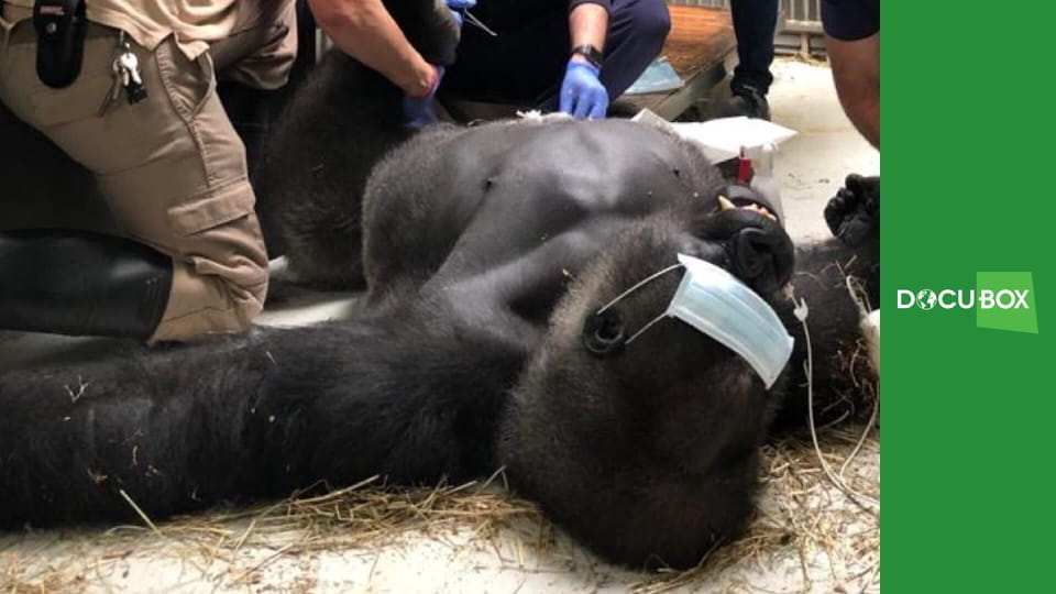 Zwierzęca ambasada S1E7