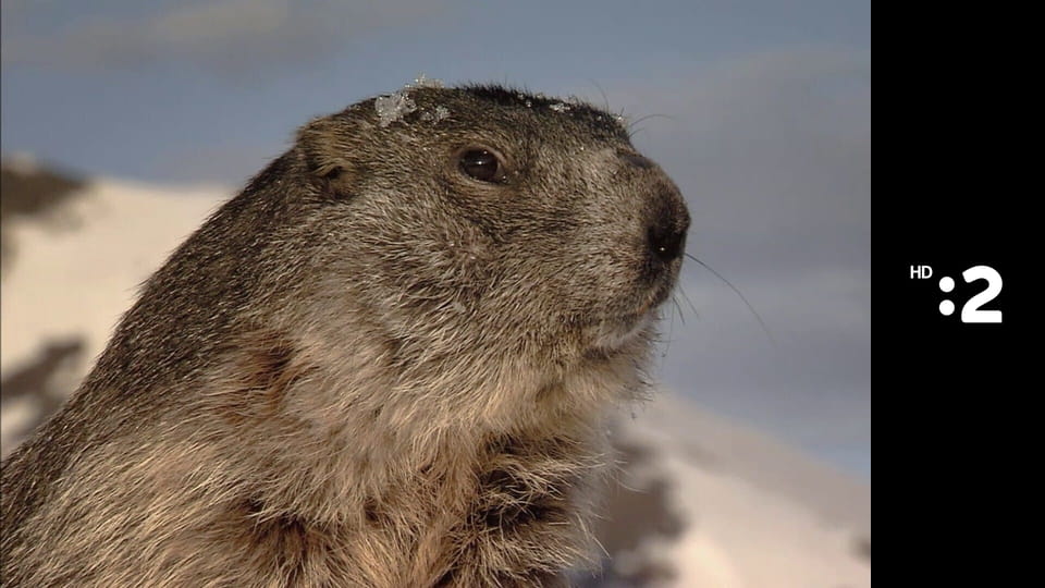 Byť tak zvieratkom E16 - Mníšik