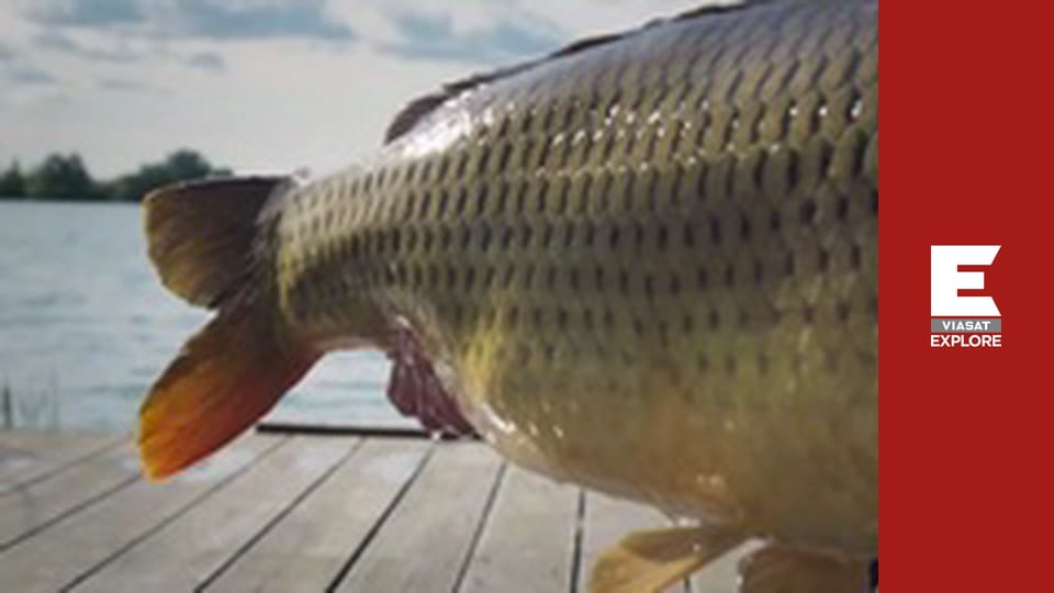 Monster Carp - Hungary