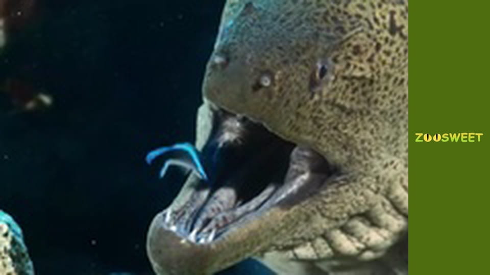 Super flair - episode 4