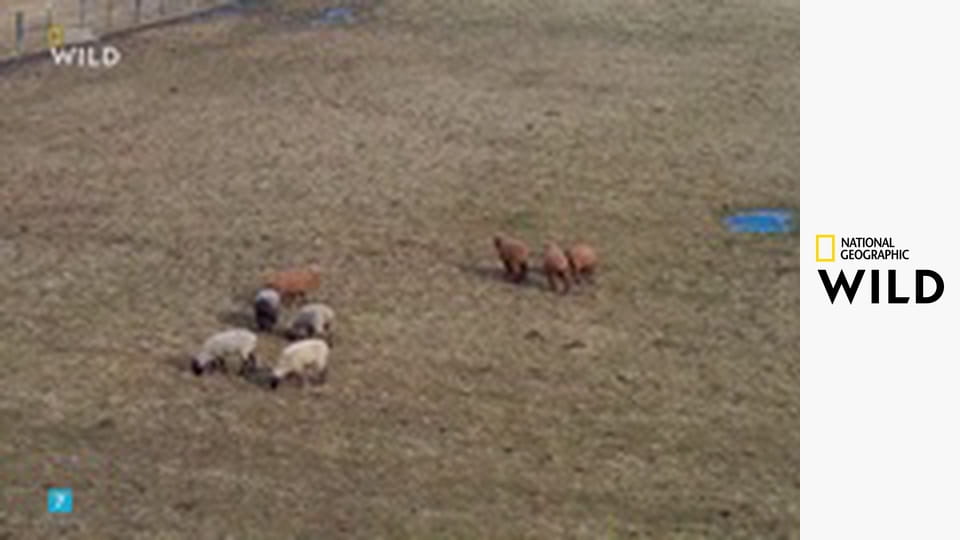 Skvělá farma doktora Pola S1E13 - Kdo je březí?