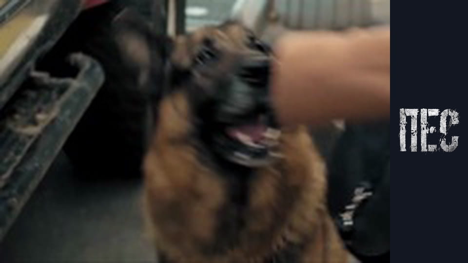 Dog. New Year's, Episode 2