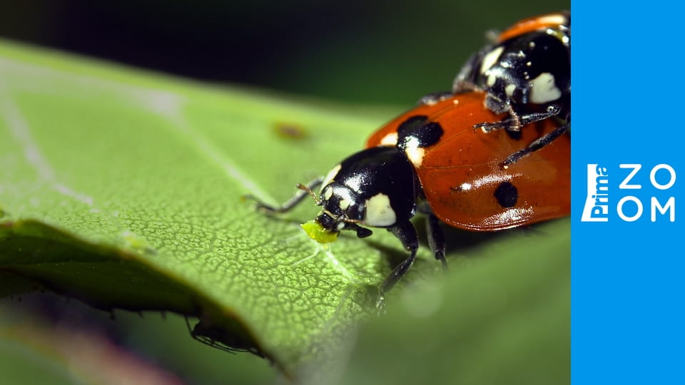 Rodiče v divočině E2 - Mise potomstvo
