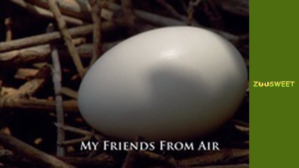 My friends are animals. Baby animals - episode 23