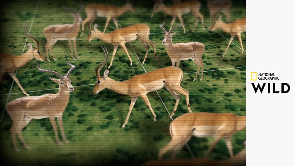 Стая S1E1 - Львы