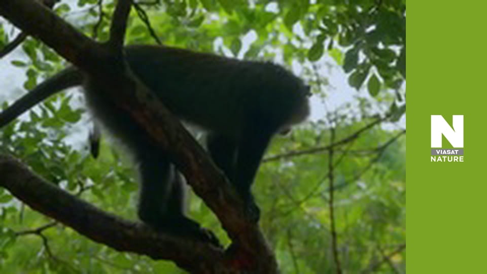 Malawi Wildlife Rescue - Crocodile Capers