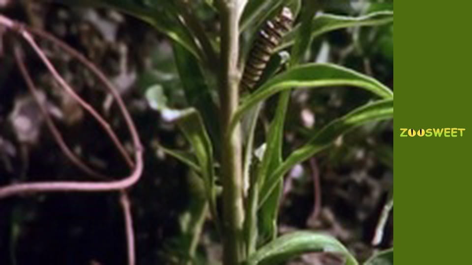 Super flair - episode 5