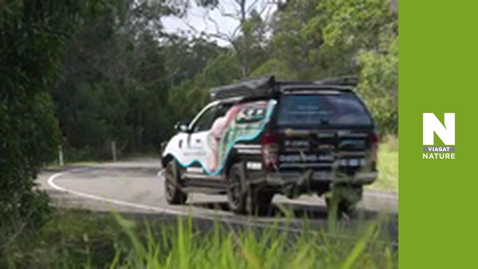 Aussie Snake Wranglers - Stu vs Goliath