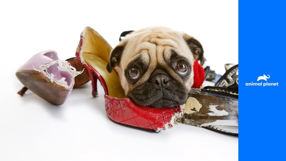 Zlobivý pes S3E1 - Tvrdohlavci