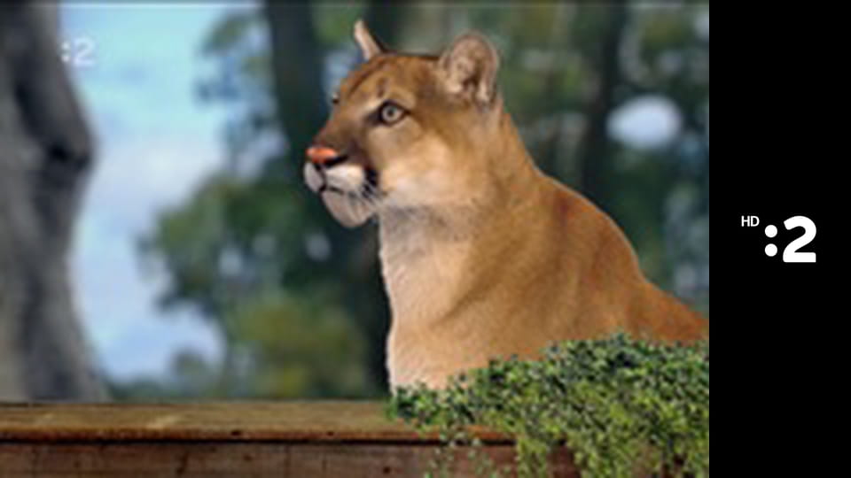 Slimák Maťo a škriatok Klinček E85 - Ako Maťo s Klinčekom rozdávali múdrosť