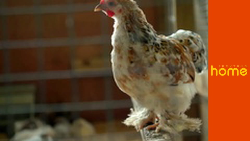 Nový život Sarah Beenyové na venkově S1E3