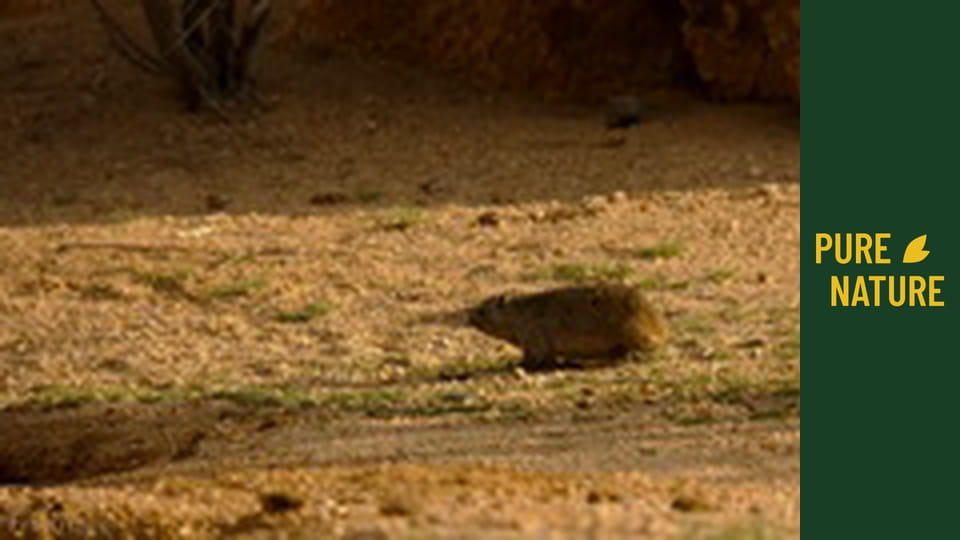 Afrikai vadvilág: Afrika igazi hangjai