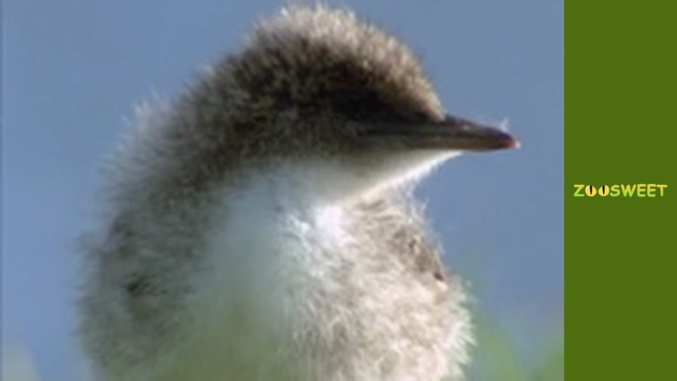 My friends are animals. Baby animals - episode 20