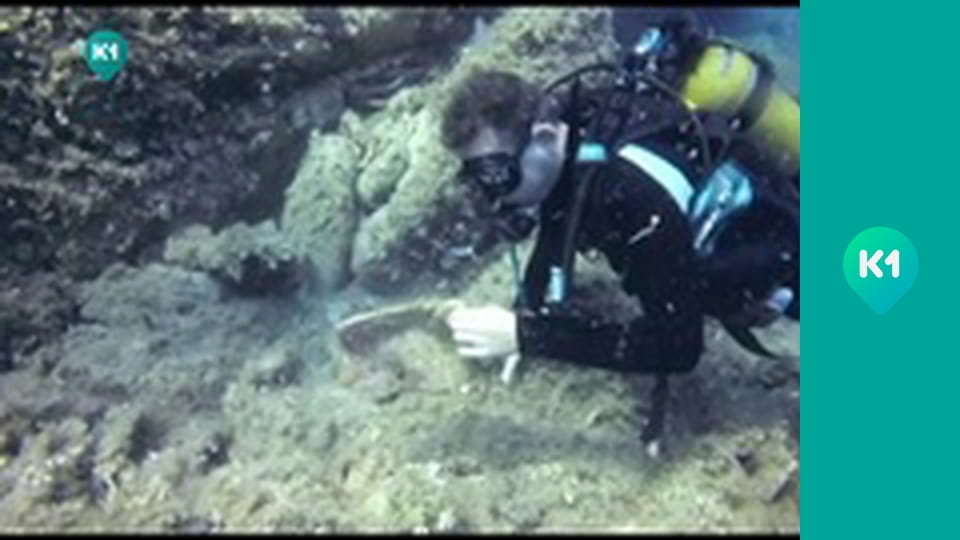 "Орел і Решка. Дайджест".