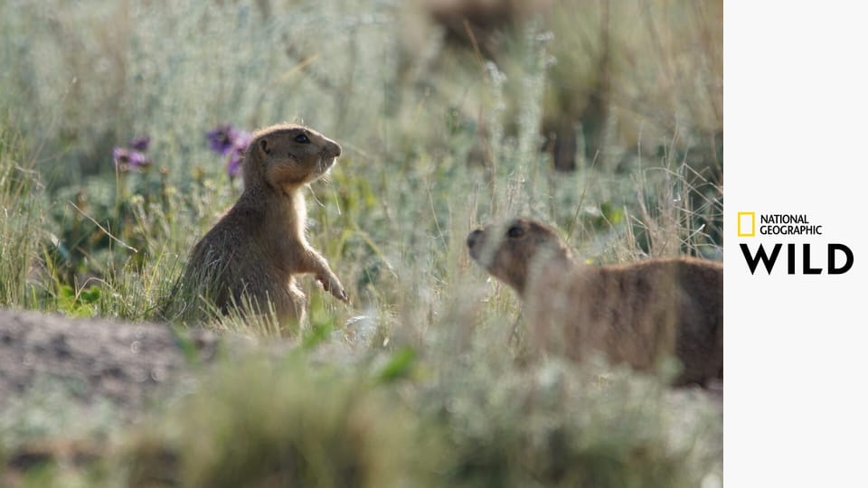 Život psounů S1E10 - Jak byl dobyt západ