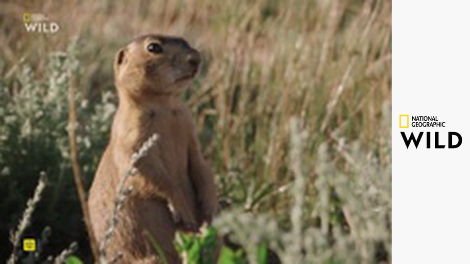 Život psounů S1E10 - Jak byl dobyt západ