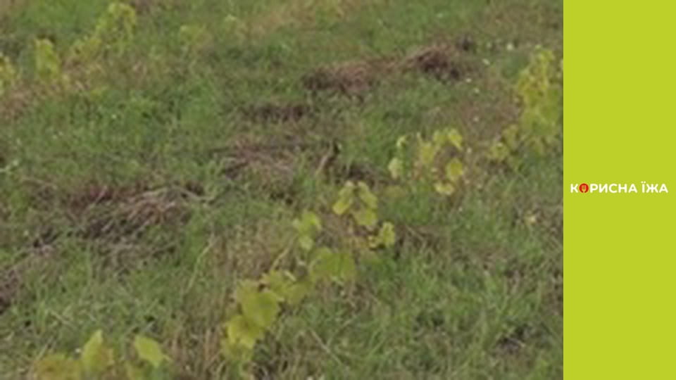 "Berries" - Series 2